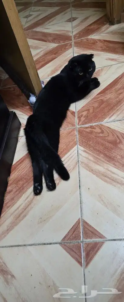 بسة سكوتش تريبل فولد ذكر للزواج أو للبيع 4