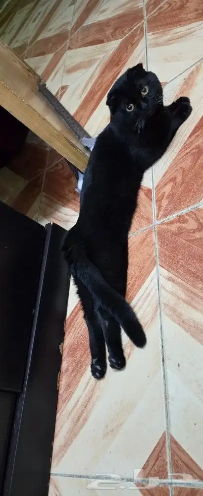 بسة سكوتش تريبل فولد ذكر للزواج أو للبيع 5