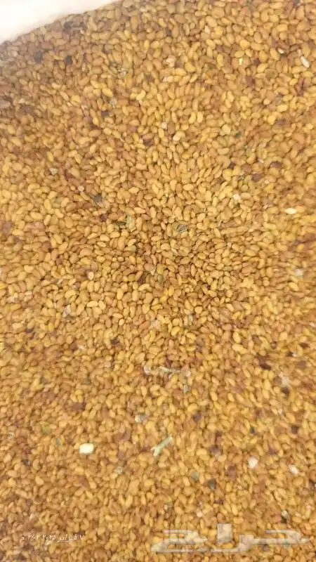 برسيم امريكي برسبم حصاوي 1