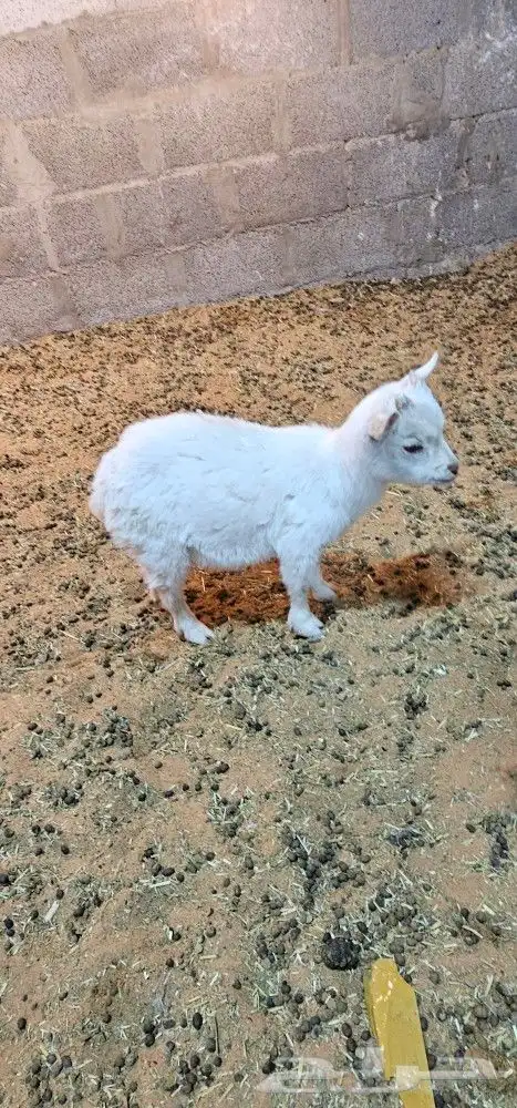 الماعز القزم او القزمي (pygmy goat ) 8