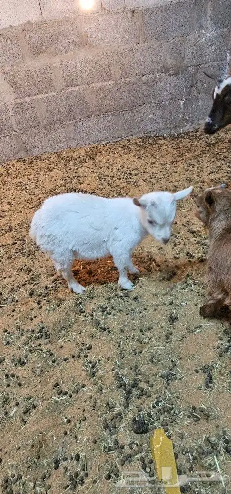 الماعز القزم او القزمي (pygmy goat ) 7