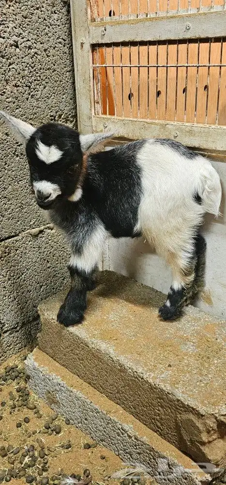 الماعز القزم او القزمي (pygmy goat ) 4