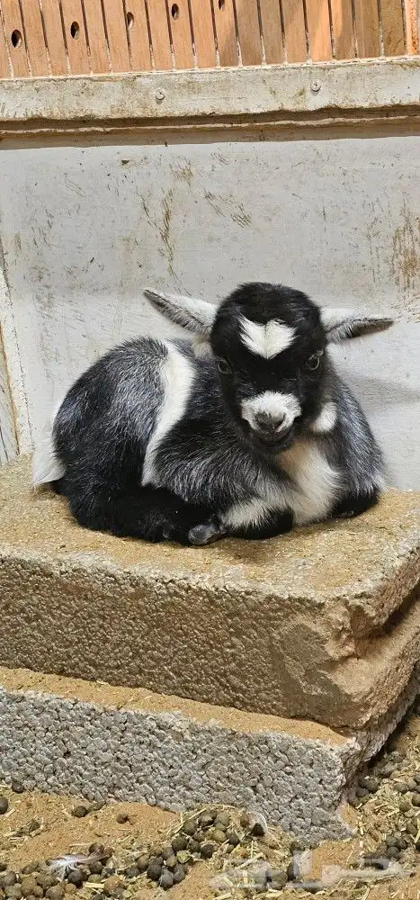 الماعز القزم او القزمي (pygmy goat ) 6