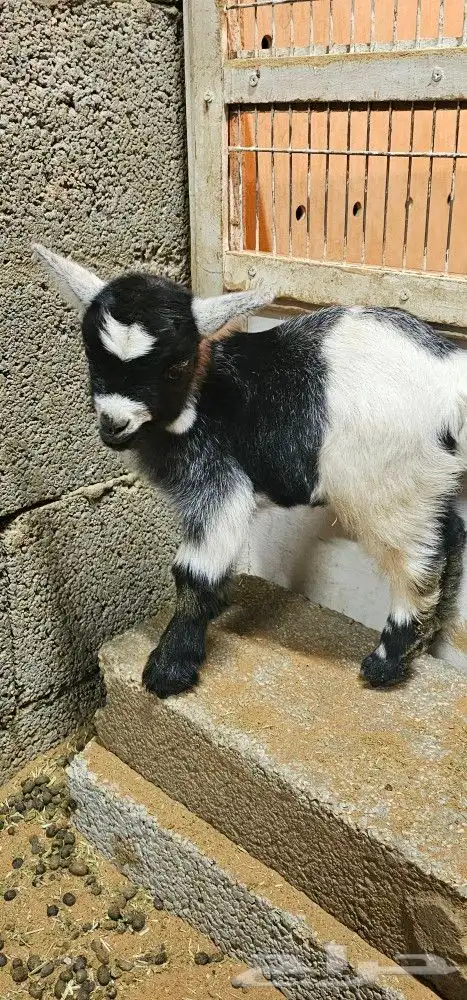 الماعز القزم او القزمي (pygmy goat ) 5