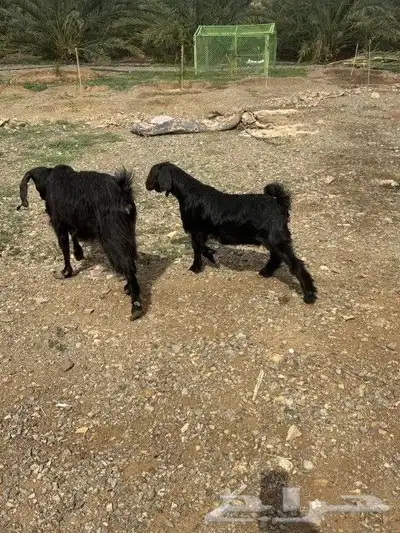 عنز بولدها 0