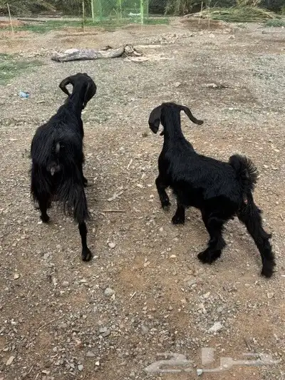 عنز بولدها 1