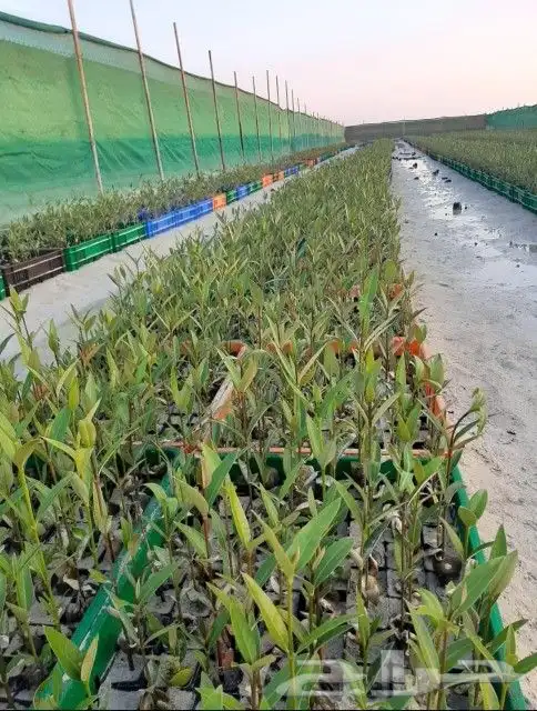 شتلات مانجروف 0