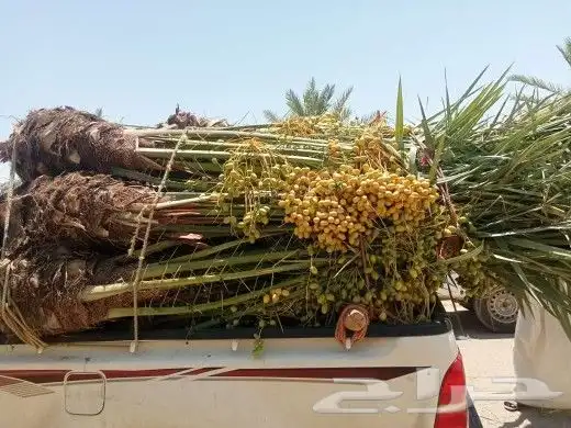 توريد نخيل 8