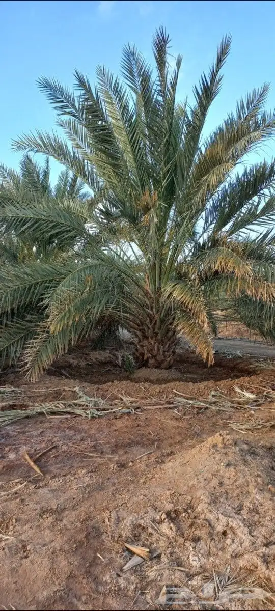 مزرعة للإجار السنوي 1
