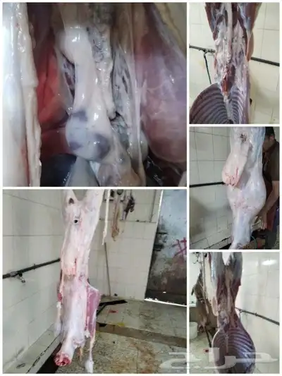 مزرعة ومراح حلال_الديرة لبيع_الذبايح مع خدمةالذبح والتوصيل 6