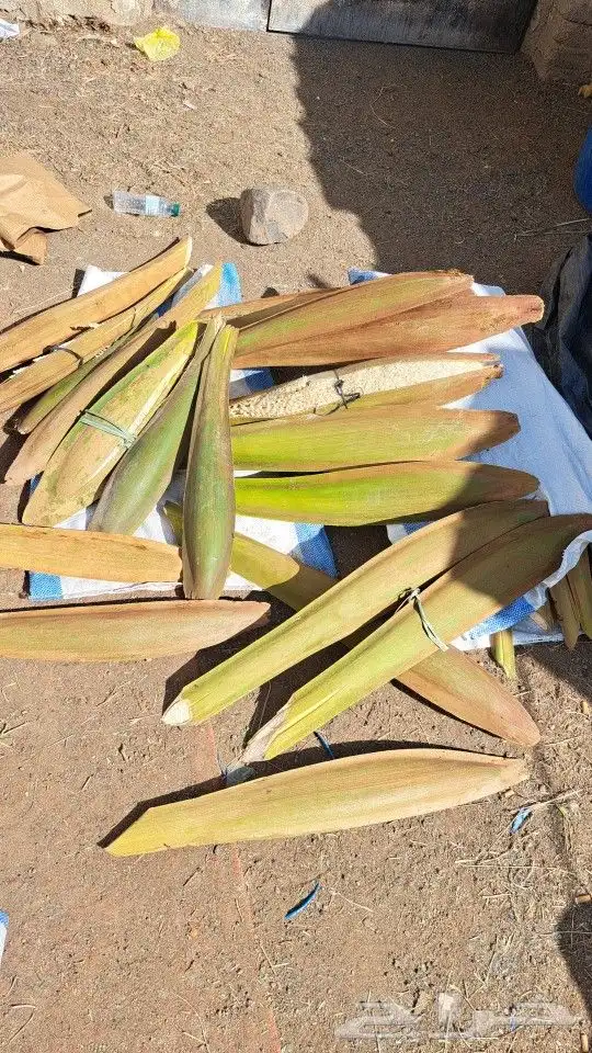 يتوفرلدينالقاح_نخل_مكه_جده_الطايف 3