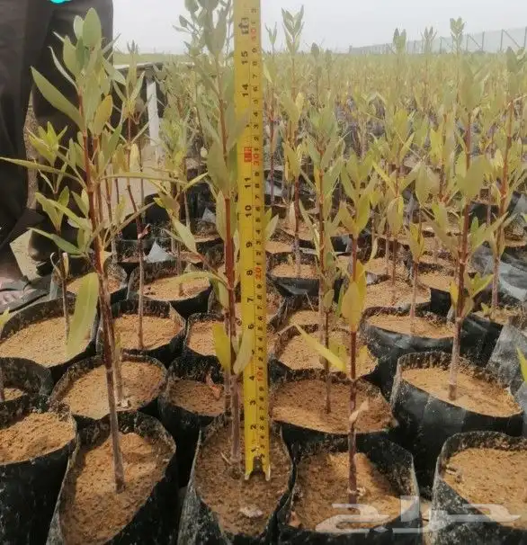 شتلات مانجروف 2