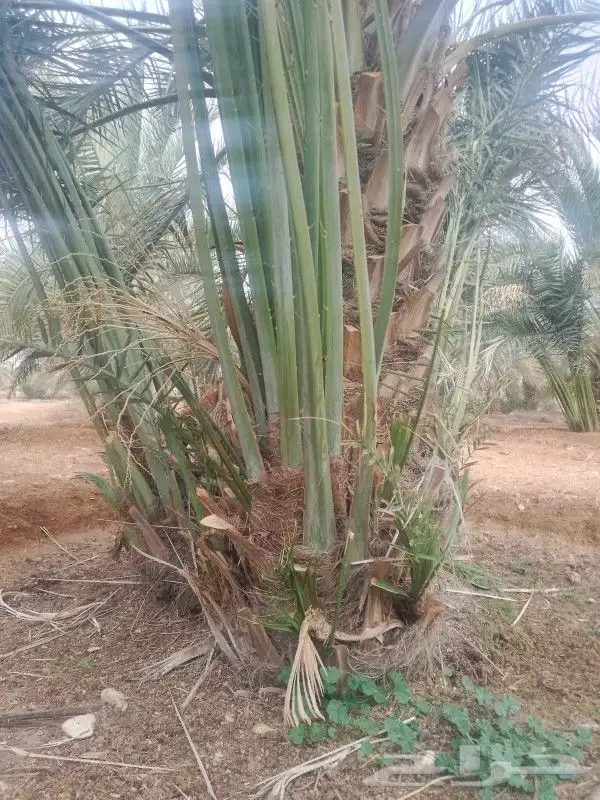 نخيل جوده عاليه 0
