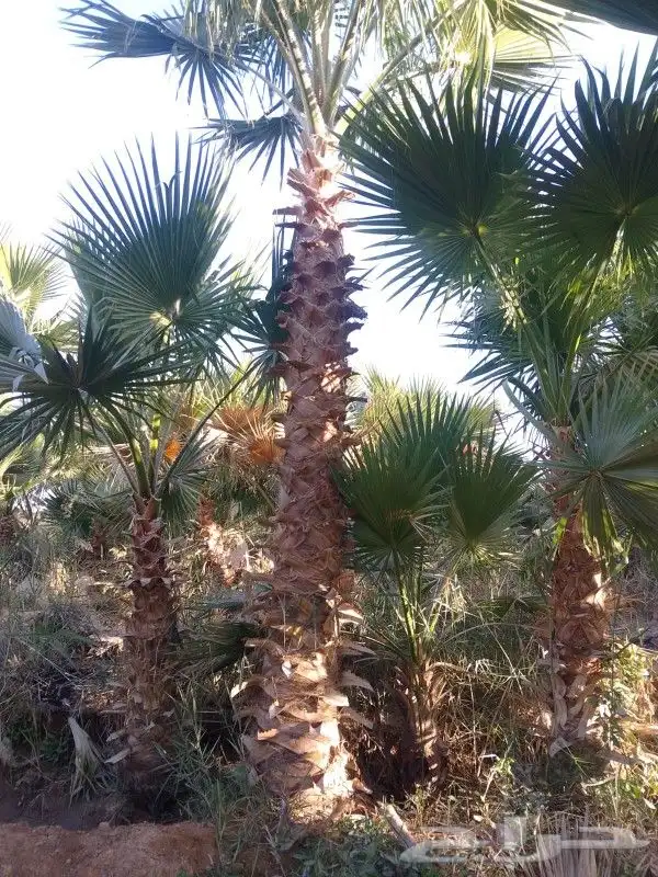 نخل واشنطونيا زينه 5