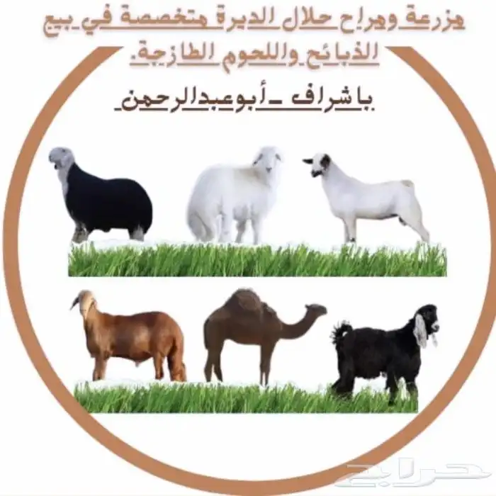 مزرعة ومراح حلال_الديرة لبيع_الذبايح مع خدمةالذبح والتوصيل 1