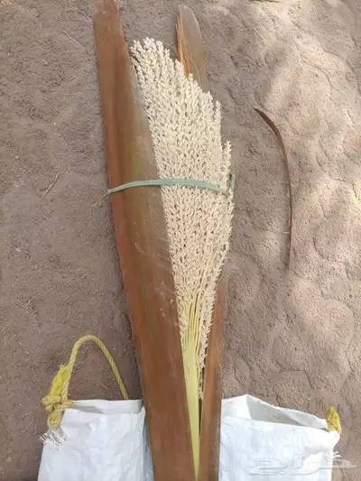 يوجد لدينا لقاح النخيل 2