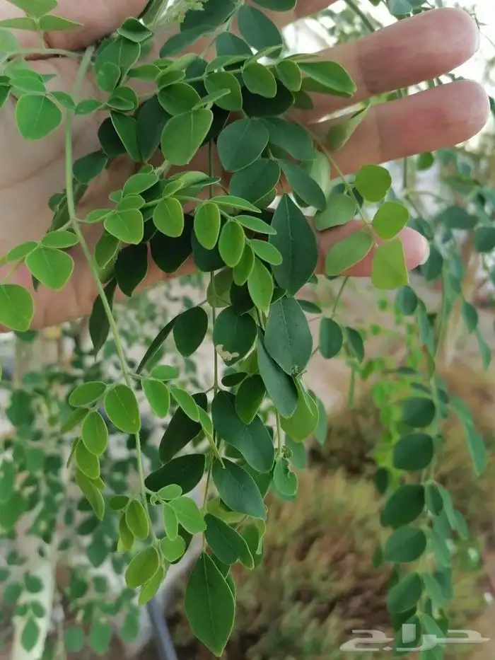 شجرة المورينجا الطازجه 1