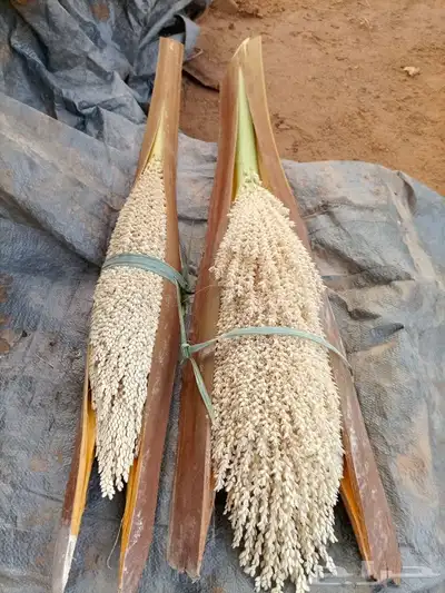 يوجد لدينا لقاح النخيل 1