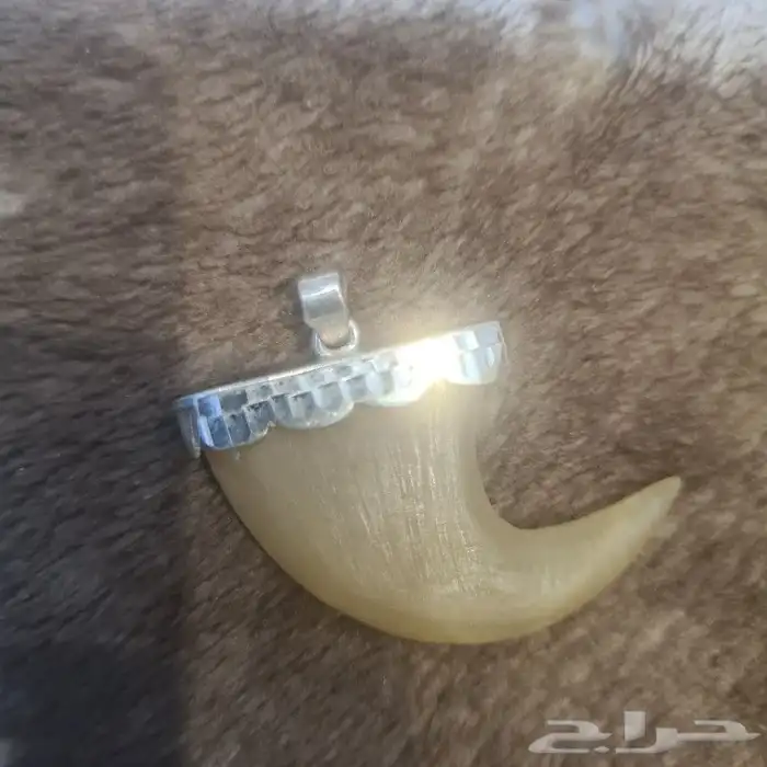 محلب نمر طبيعي Tiger claw. Real natural. 1