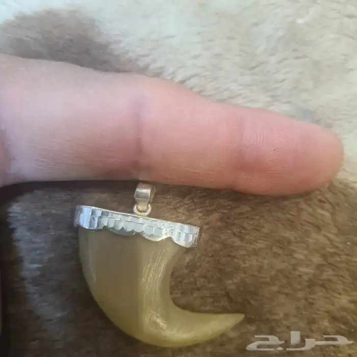 محلب نمر طبيعي Tiger claw. Real natural. 0