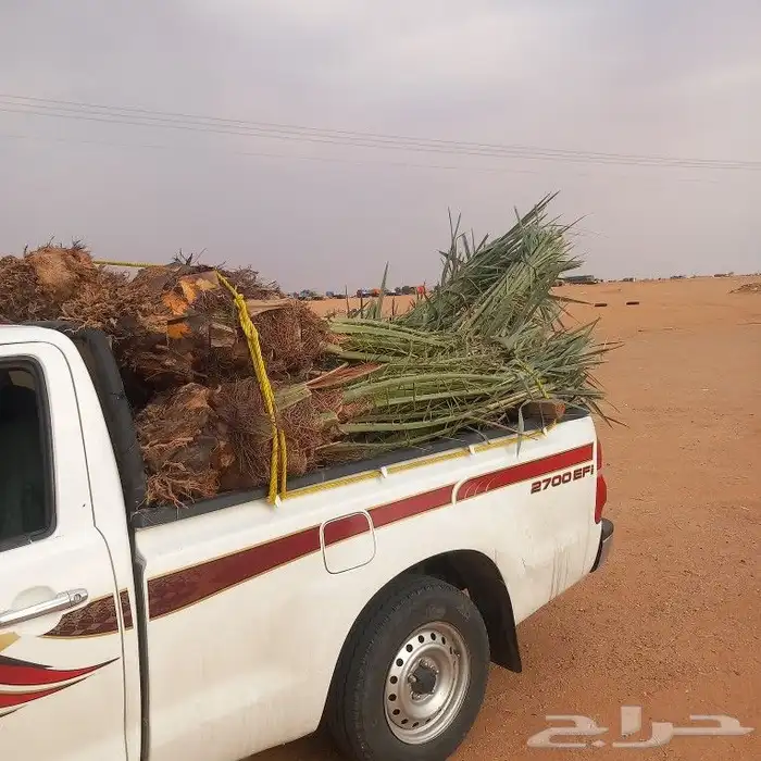 نخيل جوده عاليه 2