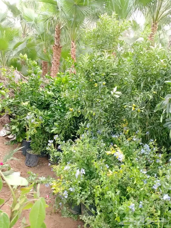 حدائق البستان الرياض 7