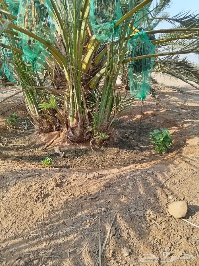 توريد نخيل 4