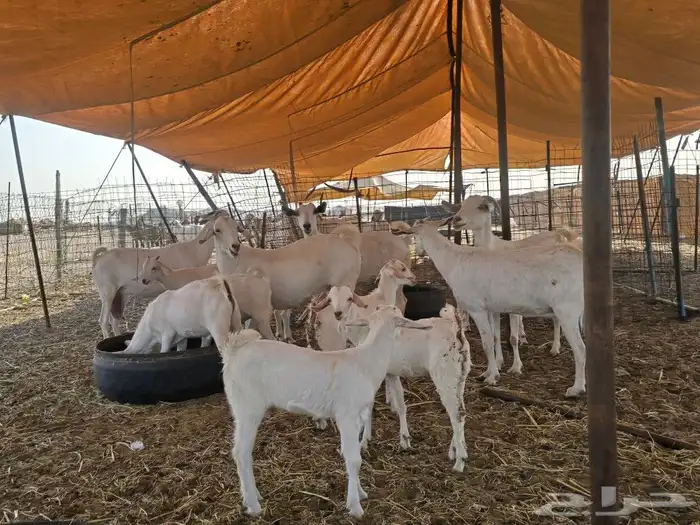 مكه عمق 1