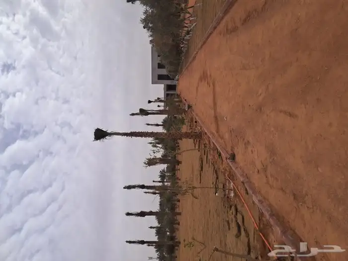 جميع اعمالا الاشجار والنخيل 9