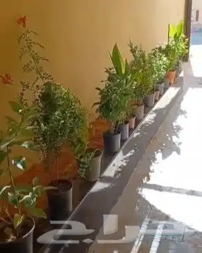 تنسيق حدائق دكورات طبيعيه 1
