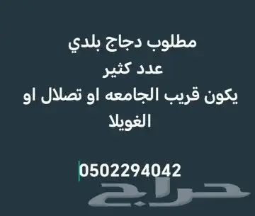 مطلوب دجاج 0