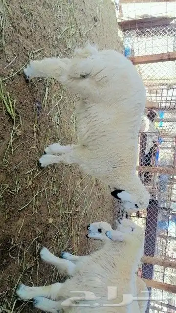 حريات ونعيمي اعمار من 3لين 5ونص يوجد خدمه الذبح والتوصيل 3