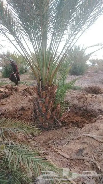 يتوفر لدينا جميع انواع نخيل 1