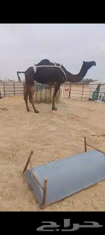 للبيع معشر له 30شهر وسلم العداريب معشر علي ولد وحيدان 2