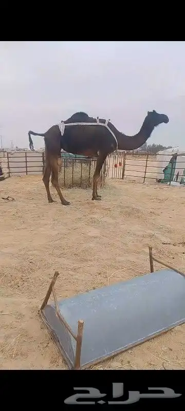 للبيع معشر له 30شهر وسلم العداريب معشر علي ولد وحيدان 0