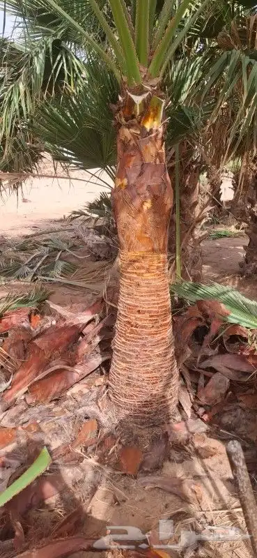 مشاءالله تبارك الله نخل طيب مثمر وشنطان 3