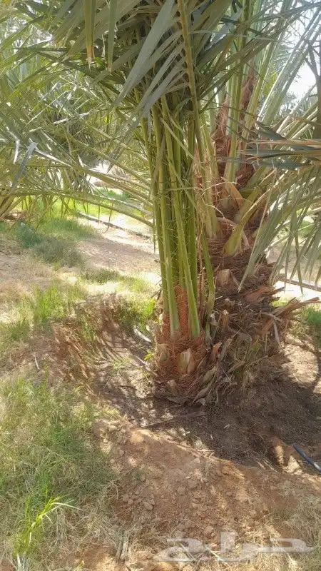 يوجد لدينا جميع انواع النخيل لتواصل 6