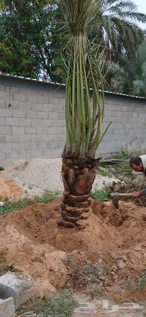 فروخ وجثايث 5