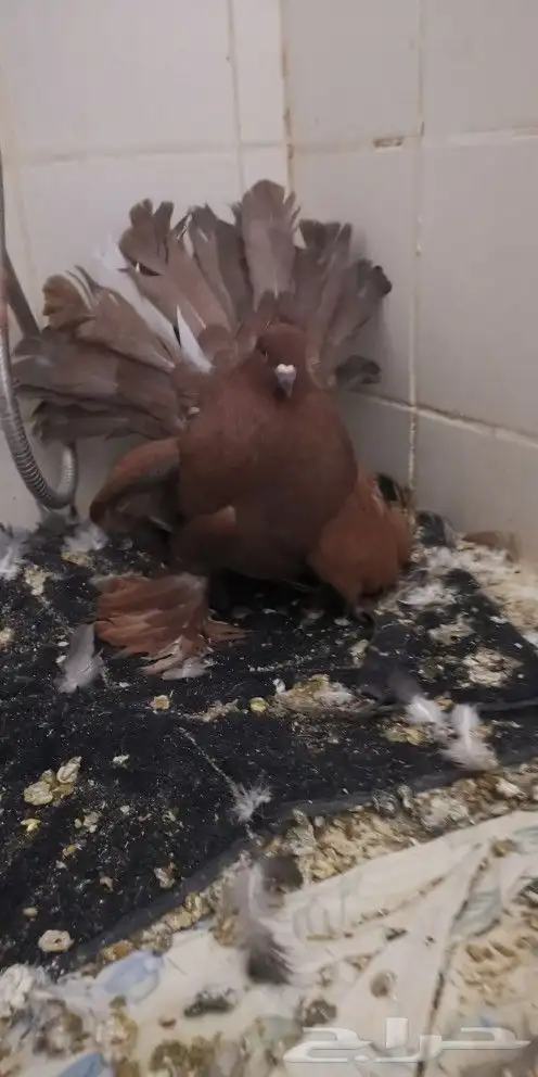 جوز حمام أمريكي 4