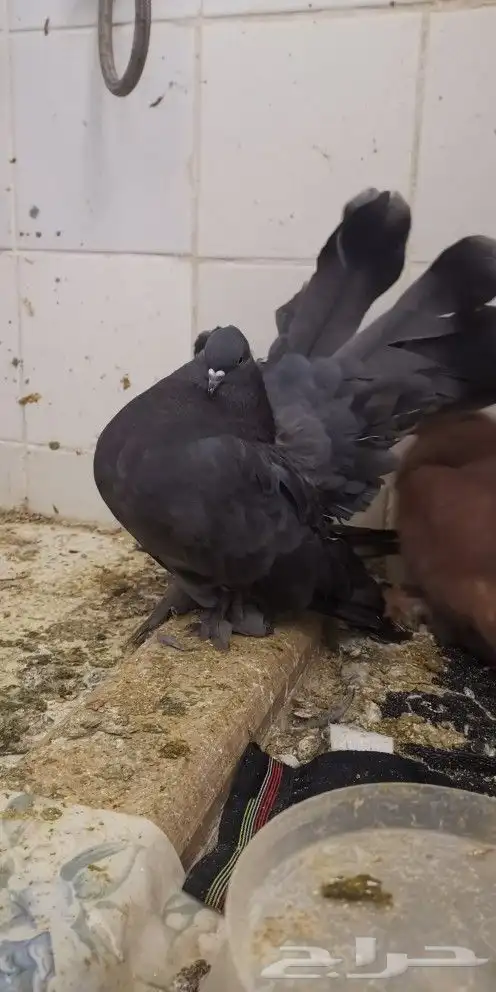 جوز حمام أمريكي 1