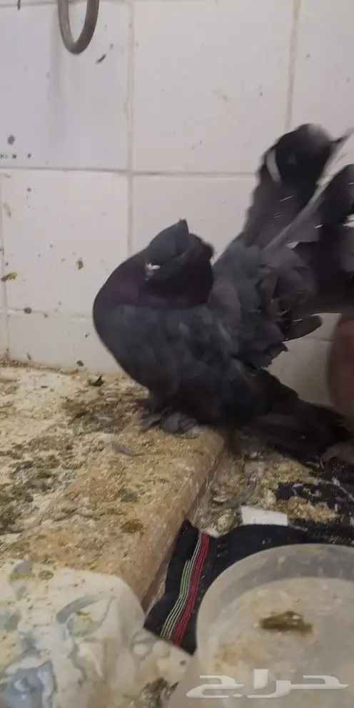 جوز حمام أمريكي 0