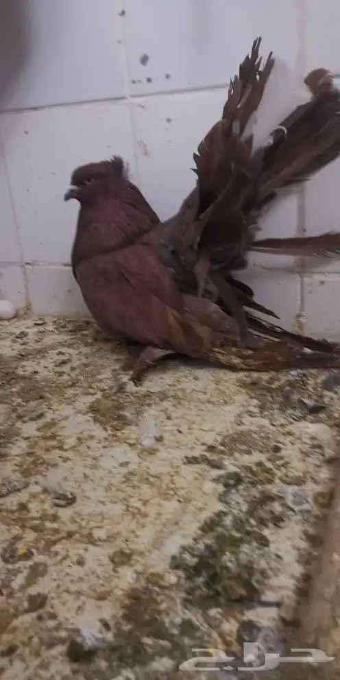 جوز حمام أمريكي 2