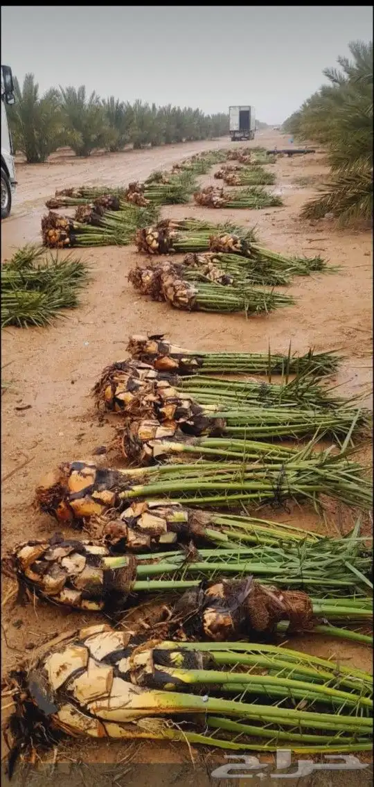 يوجد لدينا جميع انواع النخيل لتواصل 0