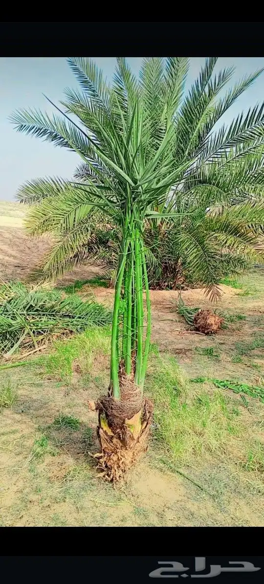 يوجد لدينا جميع انواع النخيل لتواصل 2