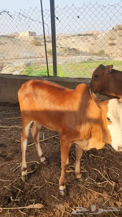 حسلان ذكور واناث للبيع 2
