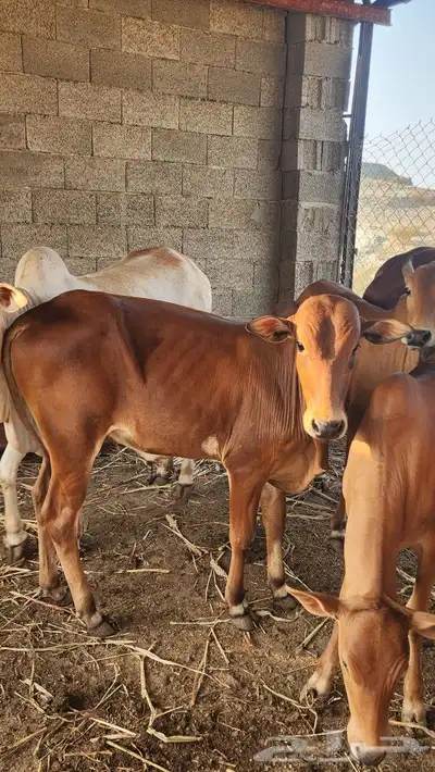 حسلان ذكور واناث للبيع 4