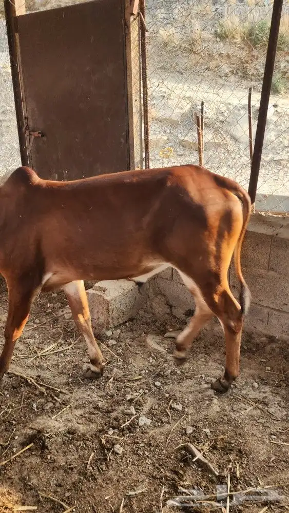 حسلان ذكور واناث للبيع 0