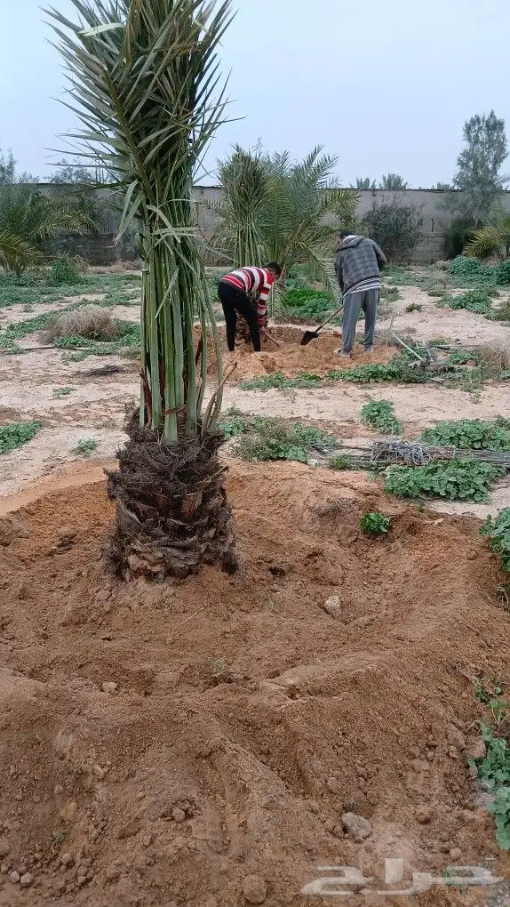 فروخ وجثايث 4