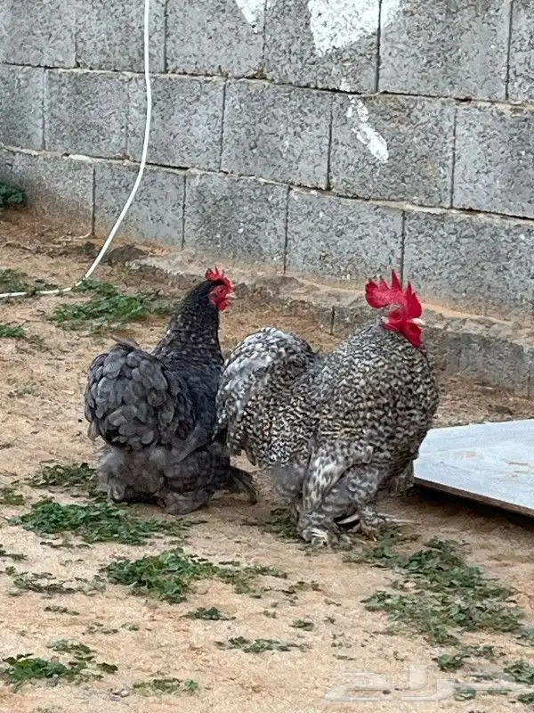 دجاج كوشن جوز 1