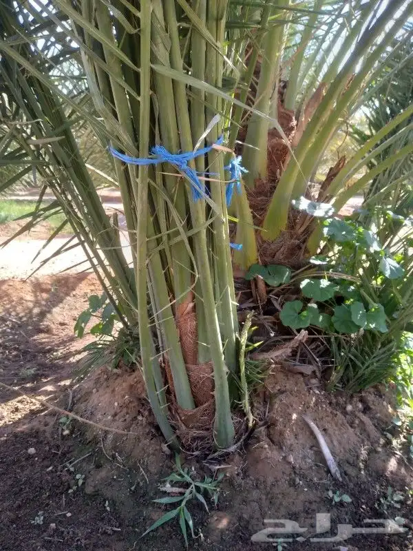 فروخ وجثايث 3